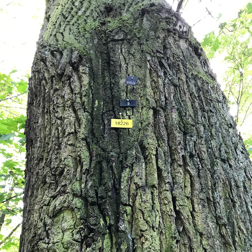 3 Nummerierungsschildchen auf einem Baum