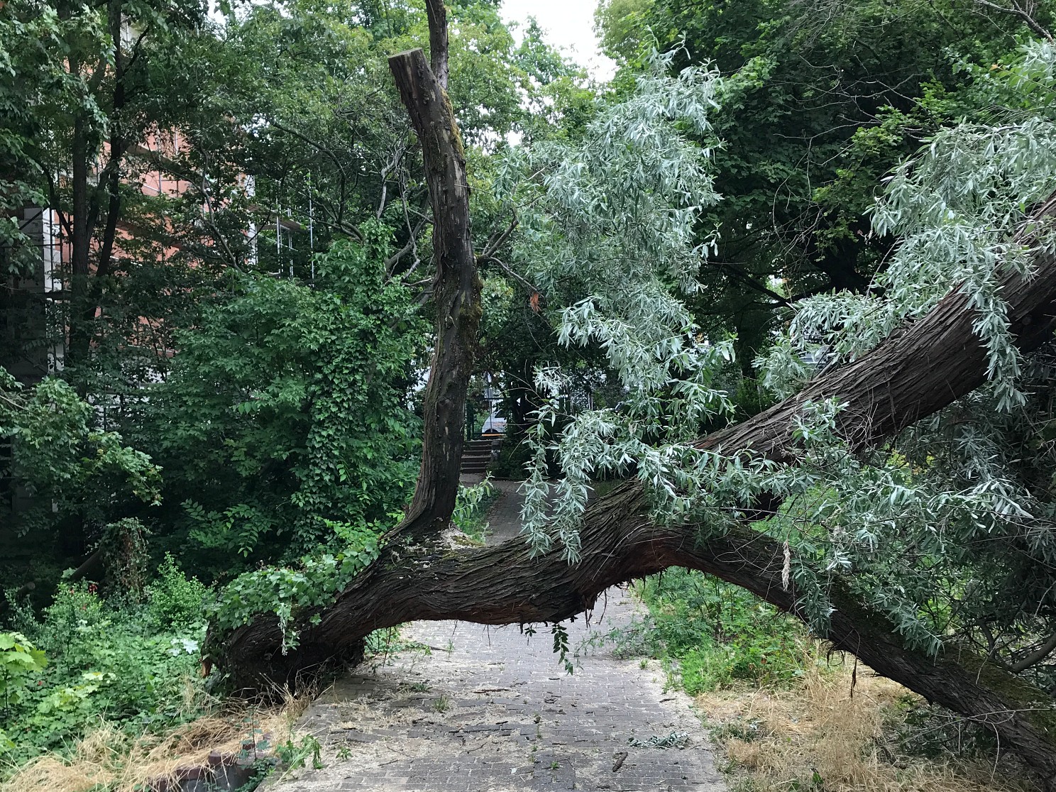 graswurzelbewegungen